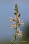 Streifen-Leinkraut (Linaria repens)